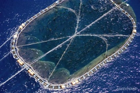 a-tug-towing-a-tuna-cage-betwe-2