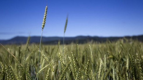 GrainCorp may be purchased by Archer Daniel Midland. Photo: Natalie Behring