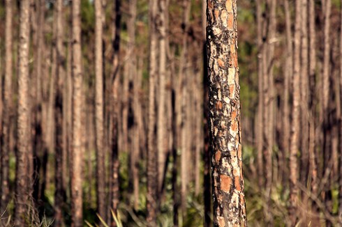 4310128050_aedf7596f9